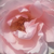 Roza - Vrtnica čajevka - Delset